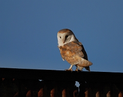 David Plant Photography - Wildlife Photographer - Barn owl - A